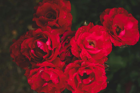 Rose and the Brain — The Scent of Love, Calm and Emotional Balance